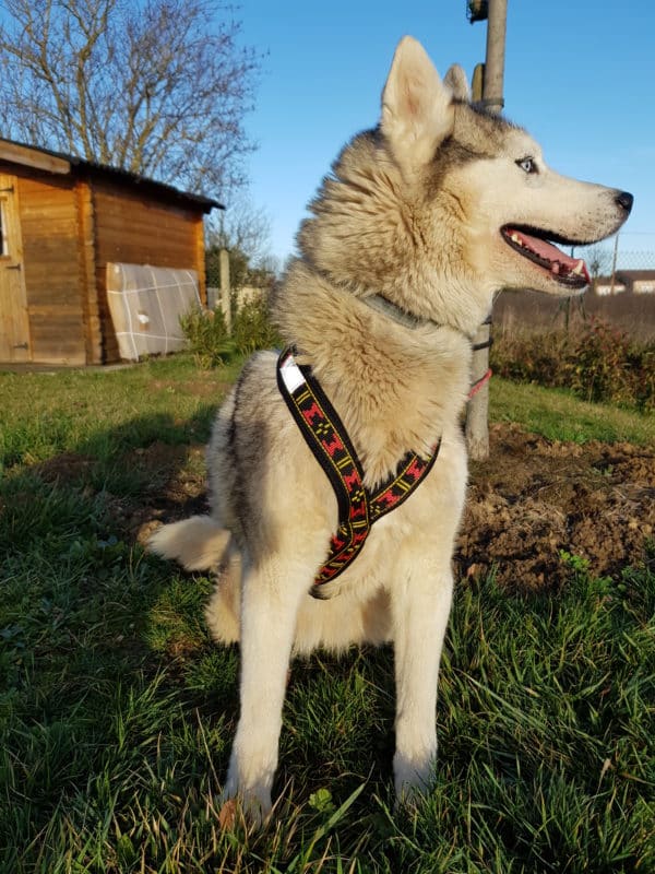 guide taille harnais xback trop grand chien husky siberien poitrine