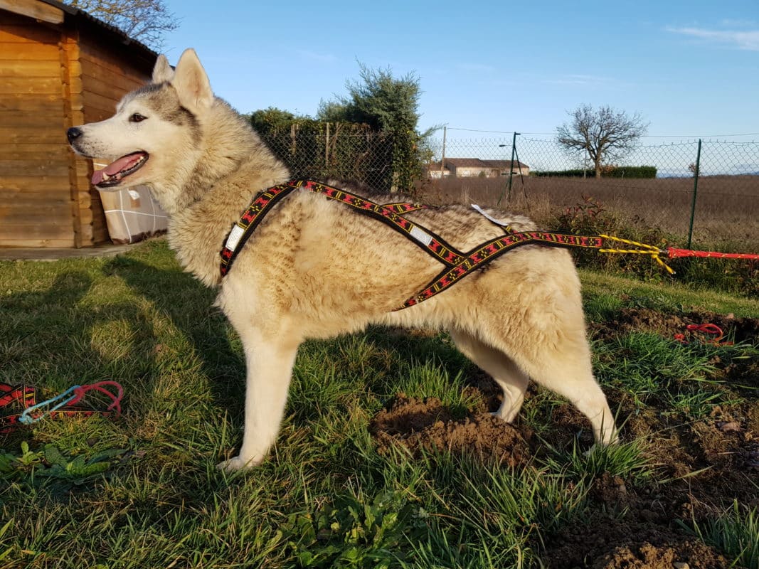 guide taille harnais xback trop grand chien husky siberien profil gauche