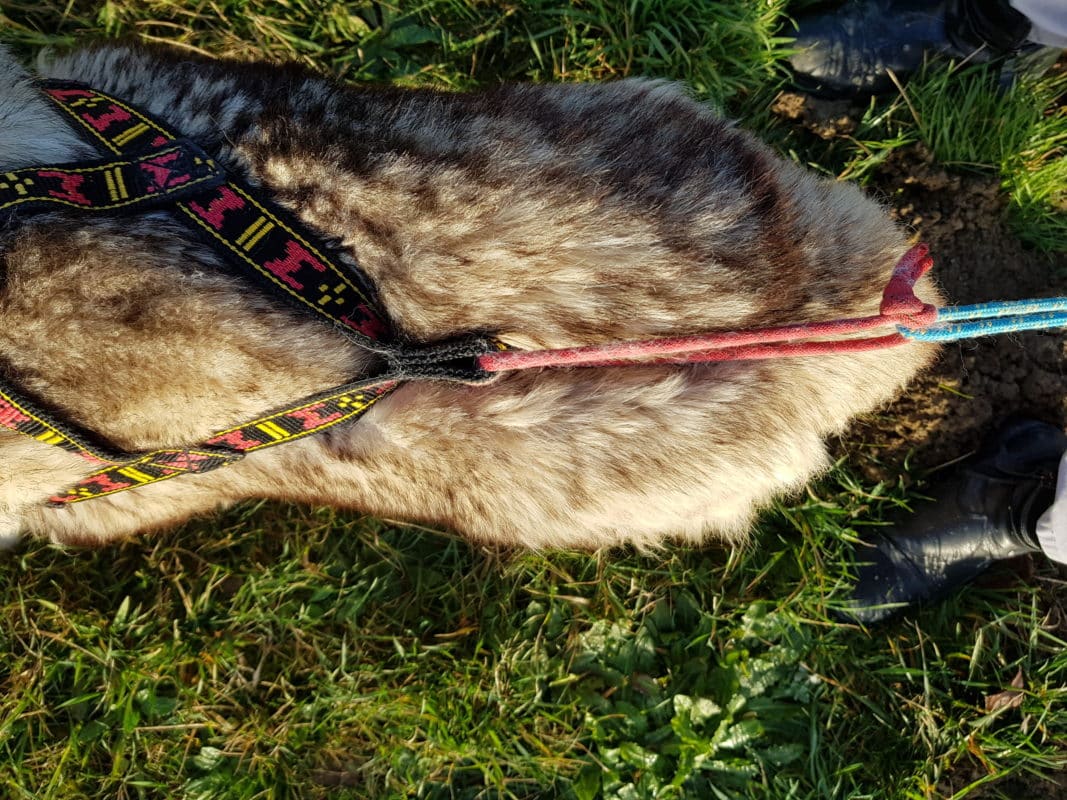 guide taille harnais xback trop petit chien husky siberien base queue