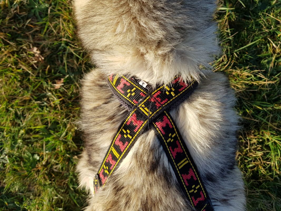 guide taille harnais xback trop petit chien husky siberien collier epaules avant