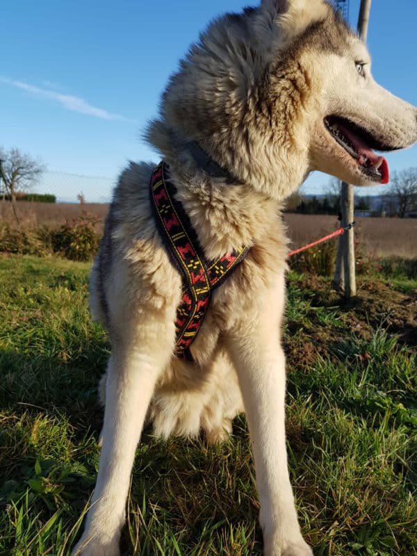 guide taille harnais xback trop petit chien husky siberien poitrine poitraille