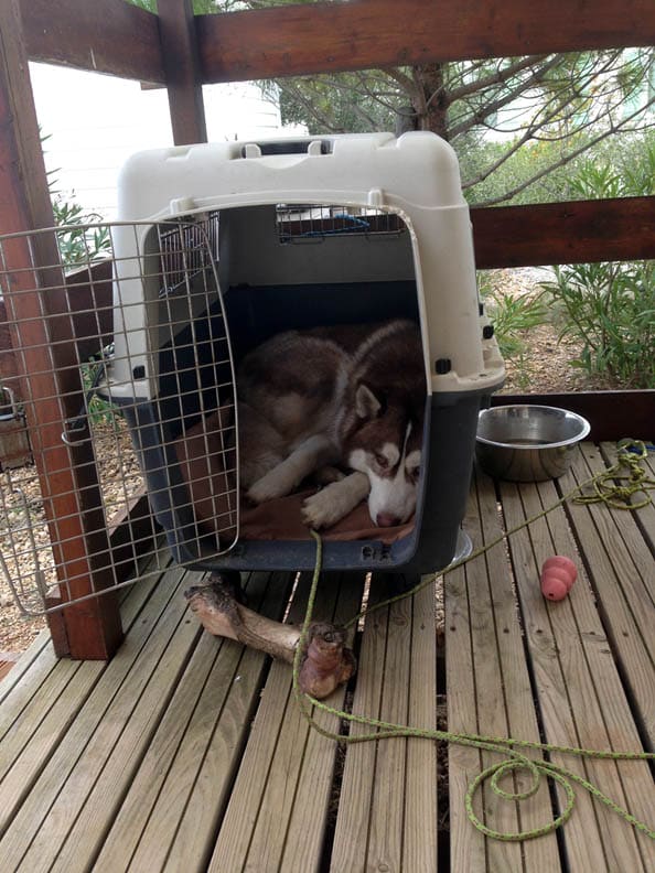 meiko husky siberien en box caisse de transport chien