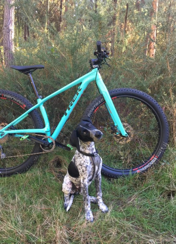 modjo le braque allemand croisé border collie devant le vtt