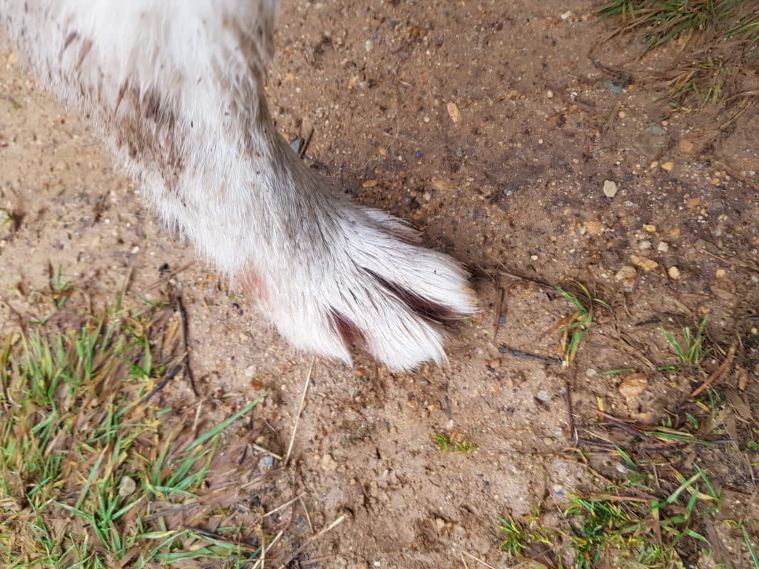 patte de chien bonne sante