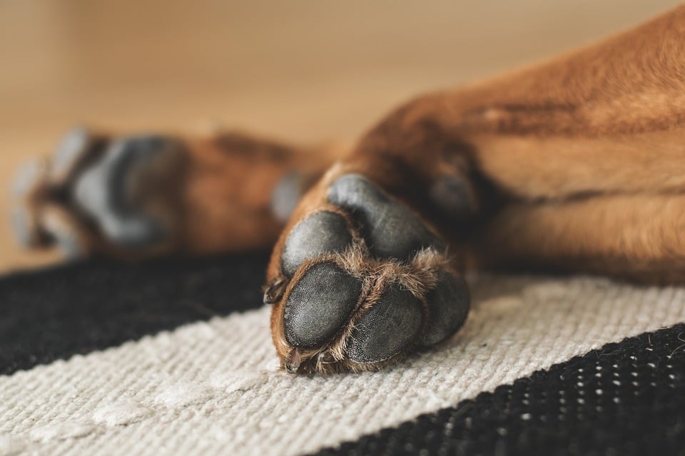 coussinet chien