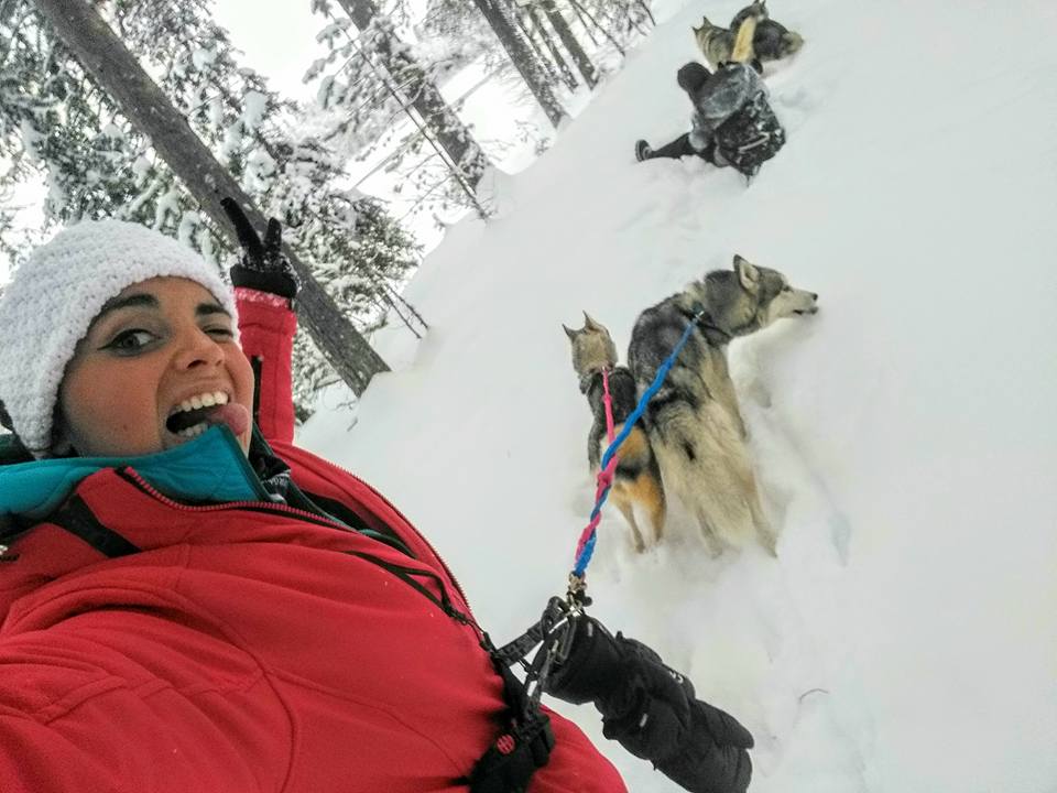 Mushing Laponie Musher Experience