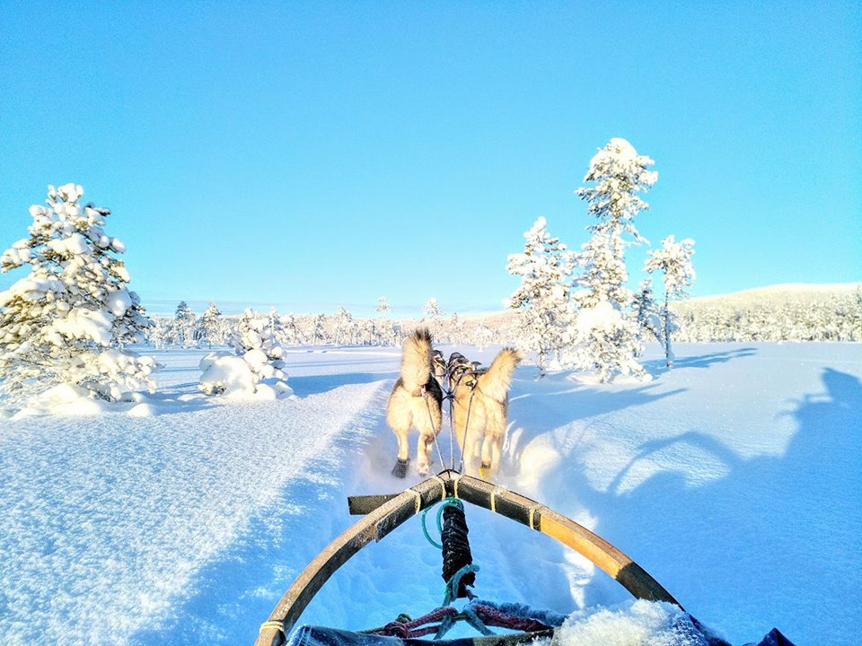 Mushing Laponie Musher Experience