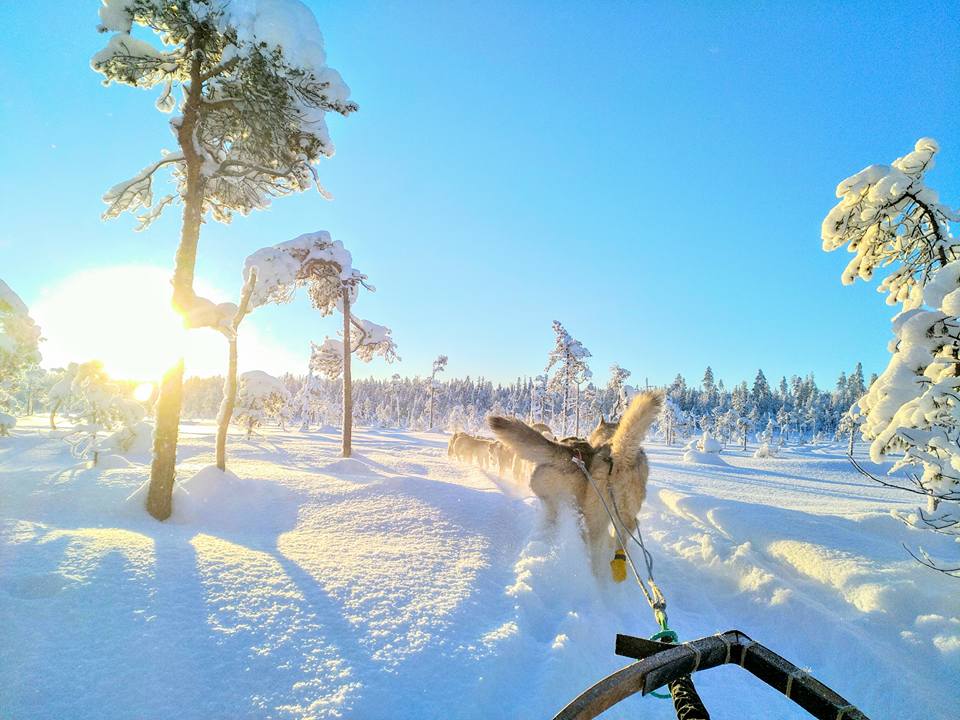 Mushing Laponie Musher Experience