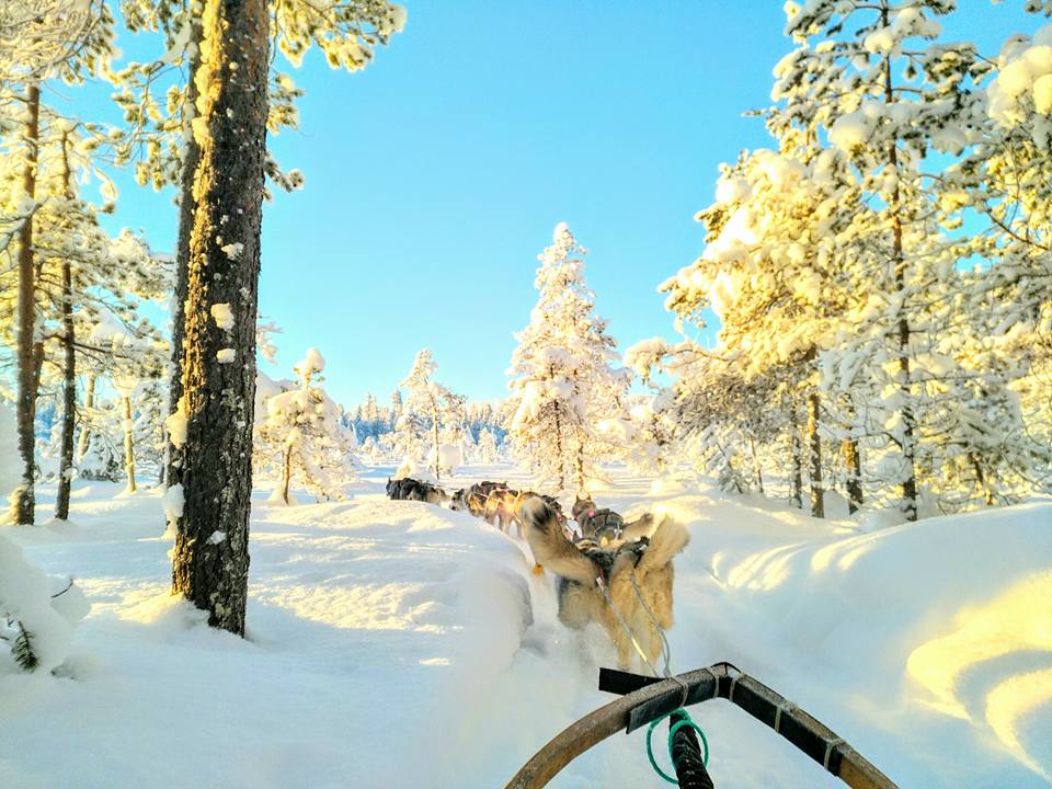 Mushing Laponie Musher Experience
