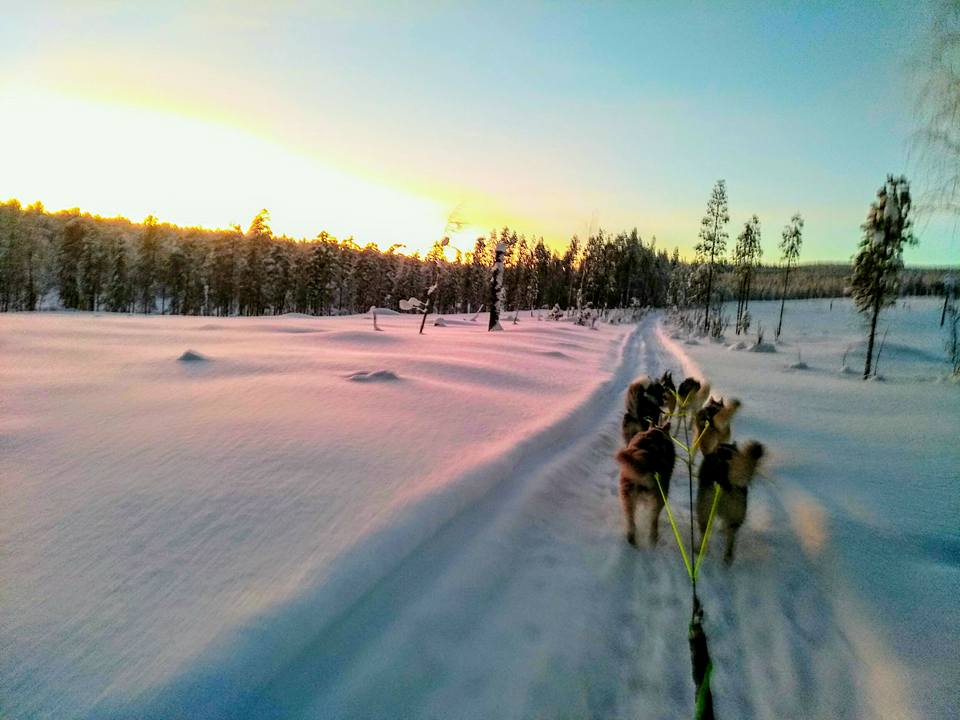 Mushing Laponie Musher Experience