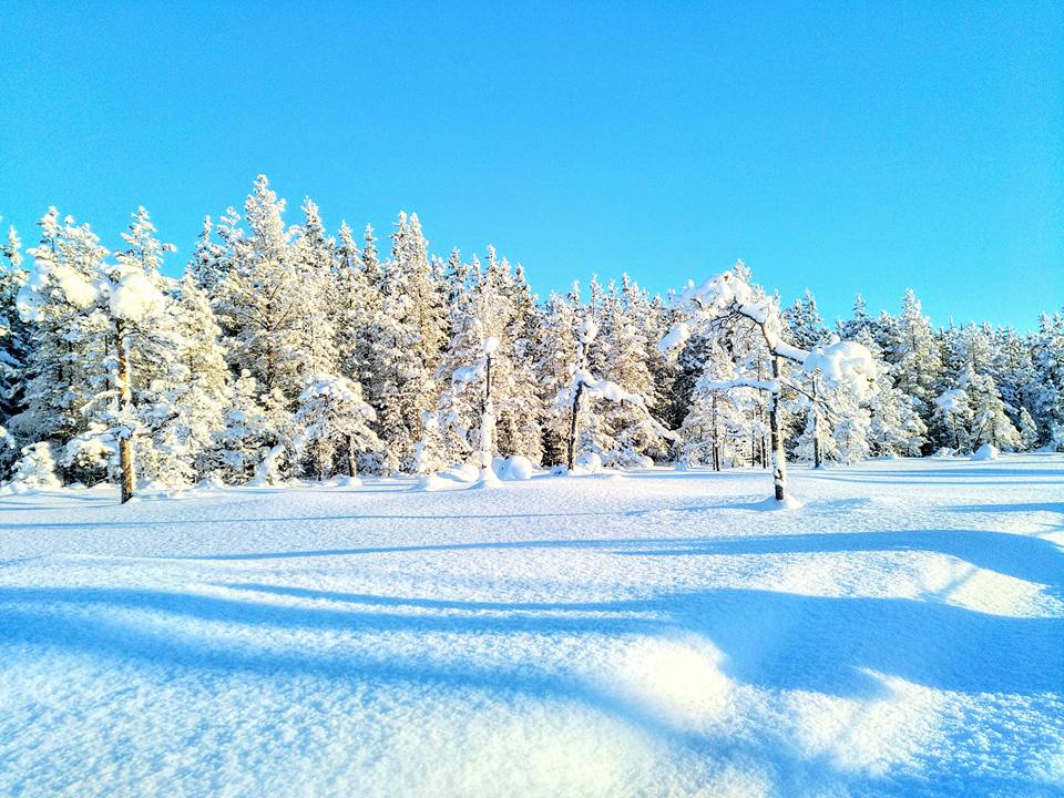 Mushing Laponie Musher Experience