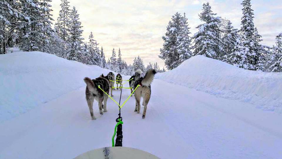 Road trip laponie husky traineau