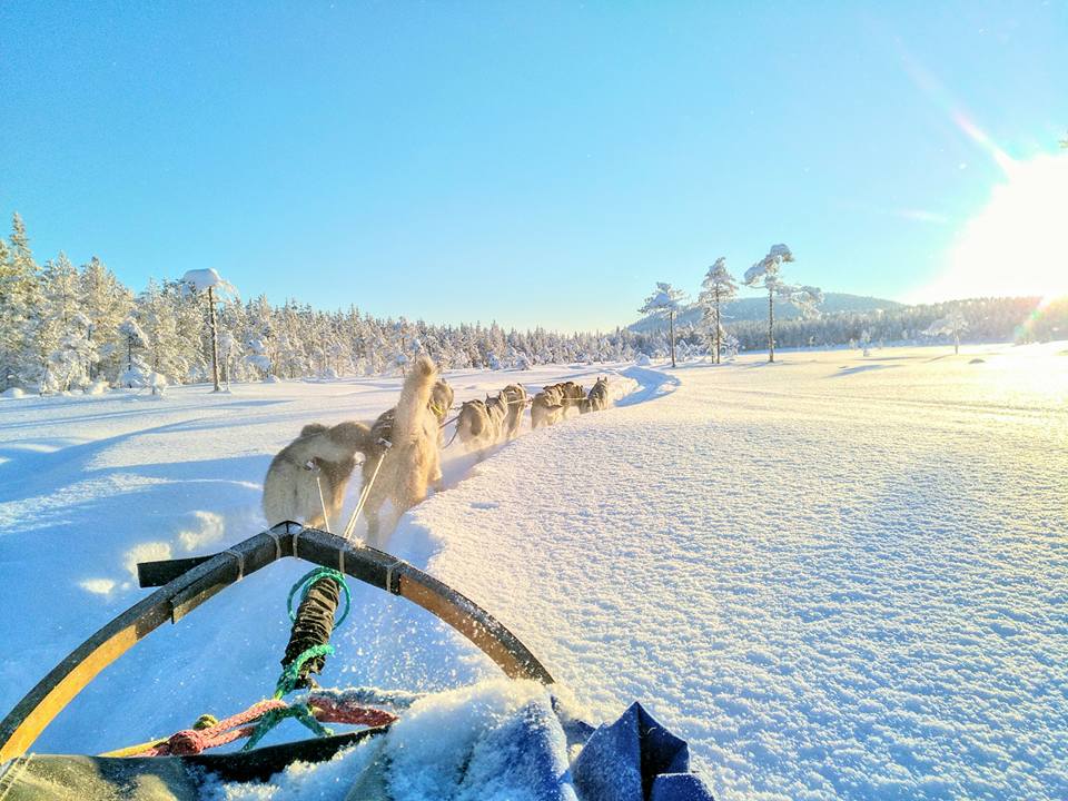 Mushing Laponie Musher Experience