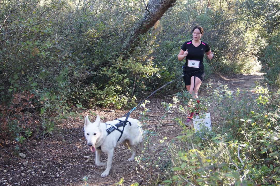 canicross des garrigues race de chien courir (3)