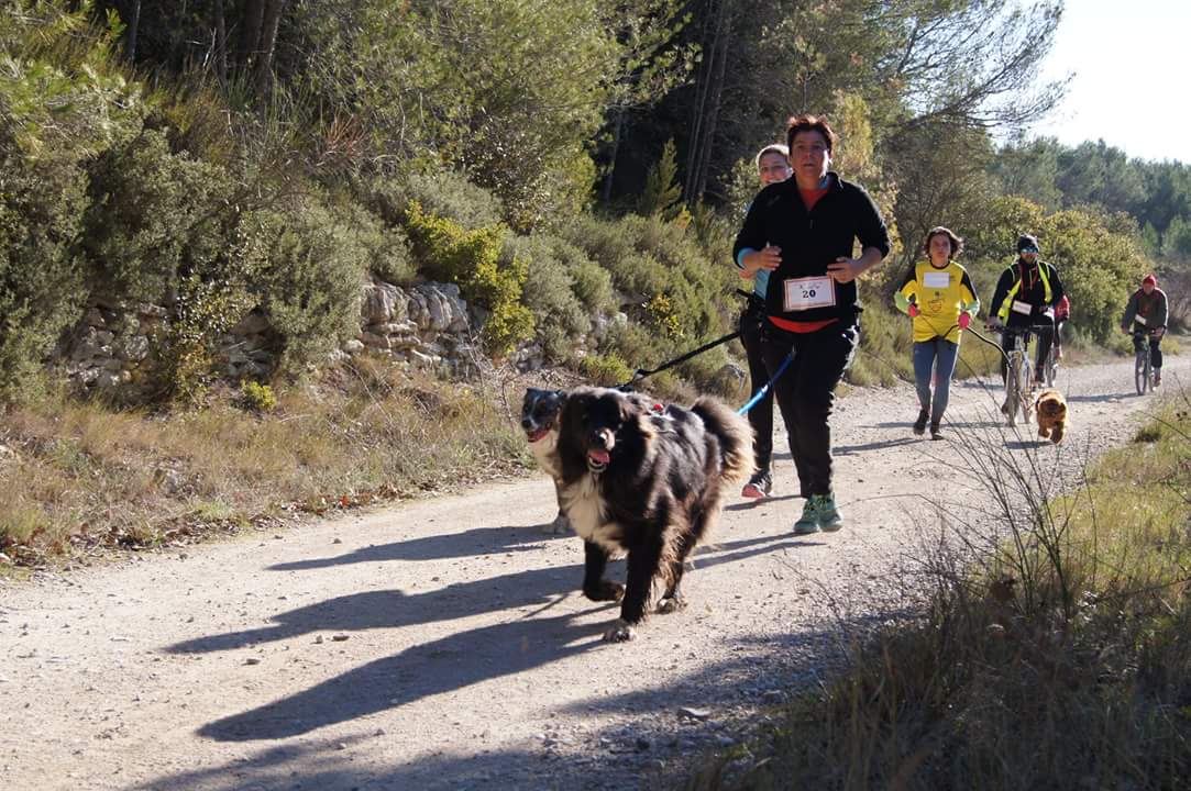 canicross des garrigues race de chien courir (6)