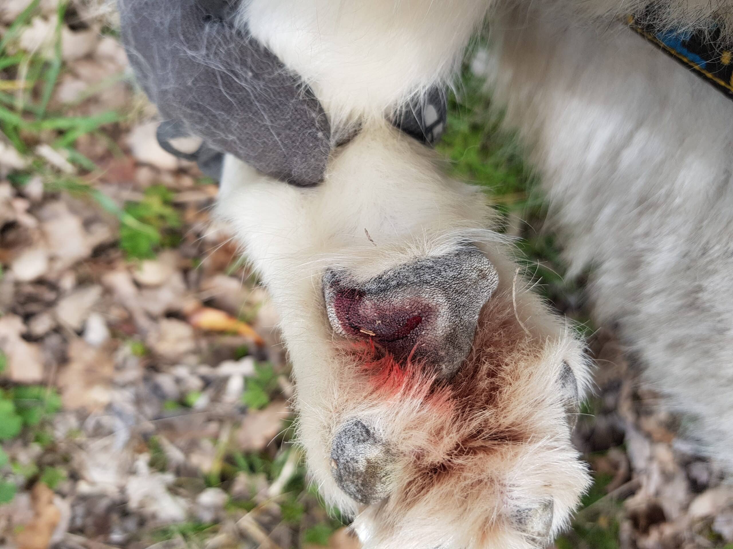 Conseils pour protéger les coussinets de votre chien