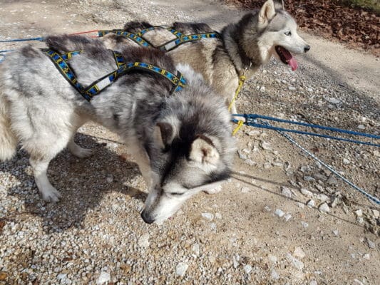 Fabriquer un Amortisseur - Eduquer son Siberian husky, chien de