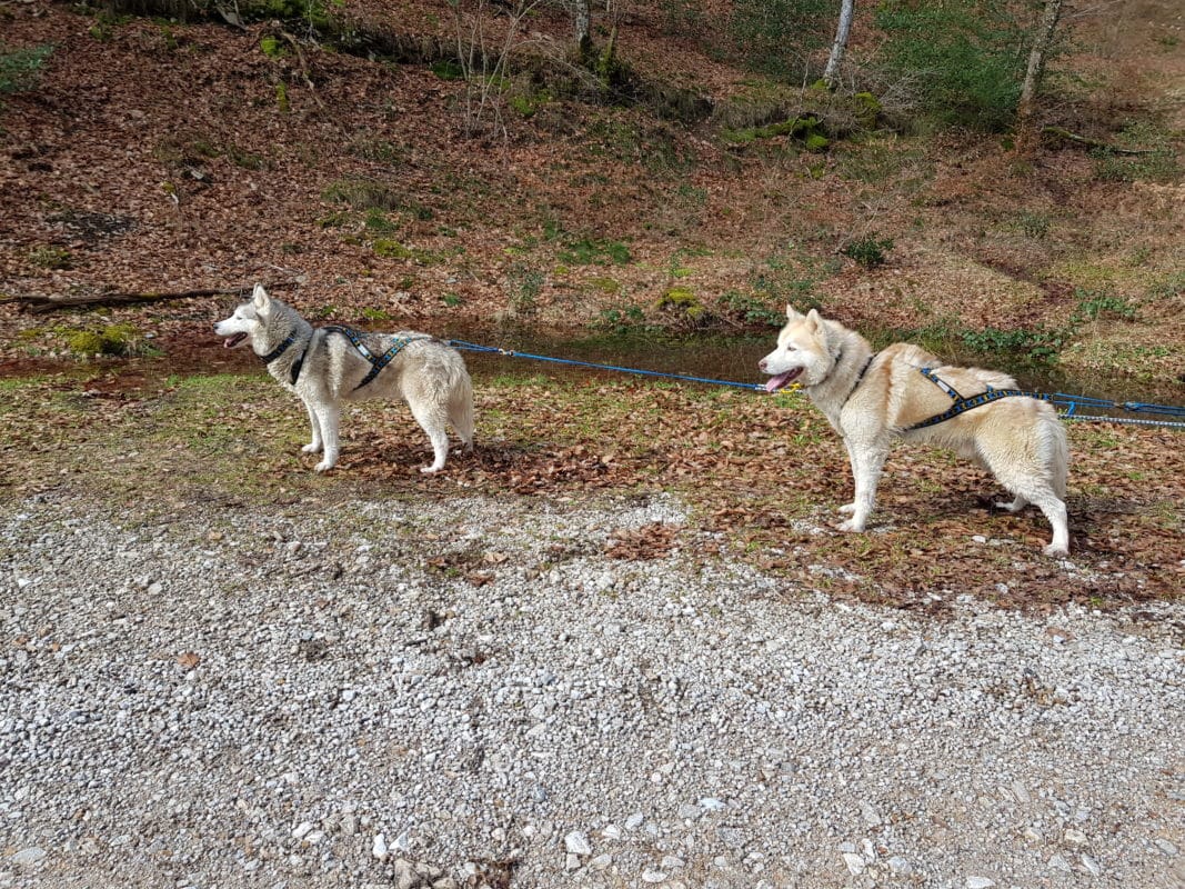 attelage 2 chiens husky siberien