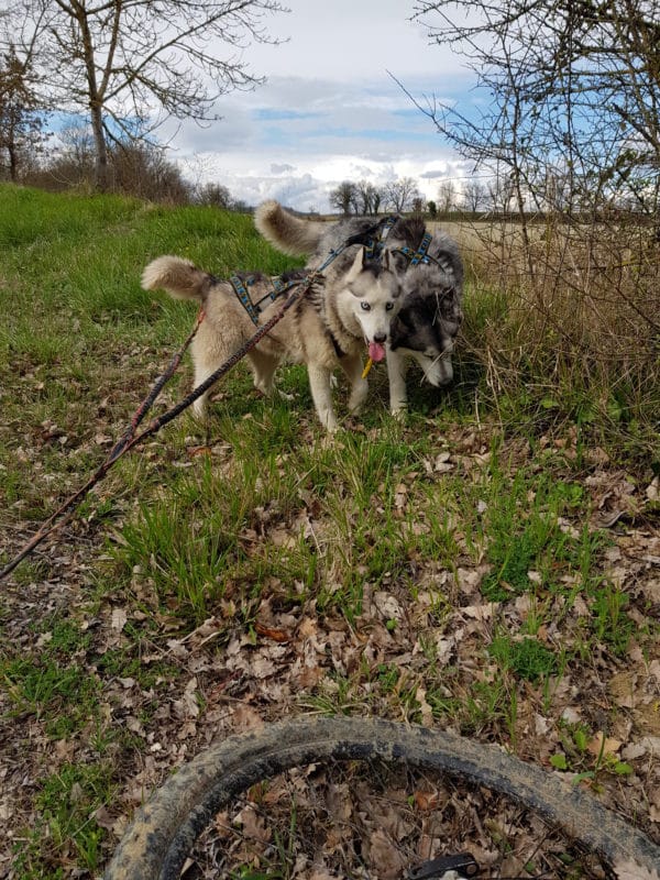 canivtt deux chiens Chaussures pour chiens protection des coussinets