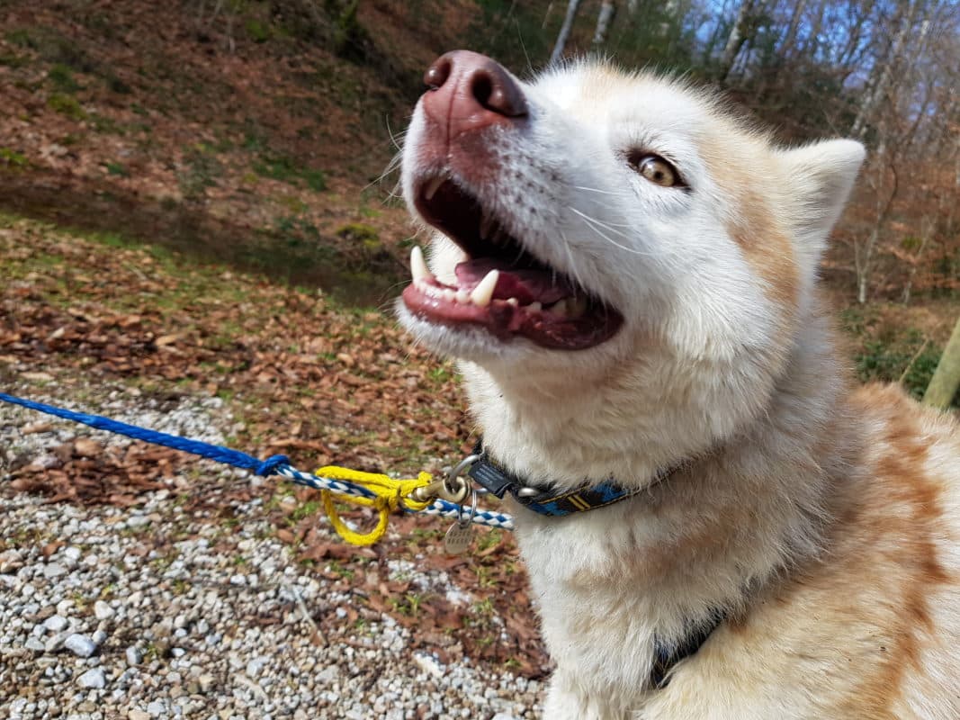 quel équipement pour courir avec 3 chiens