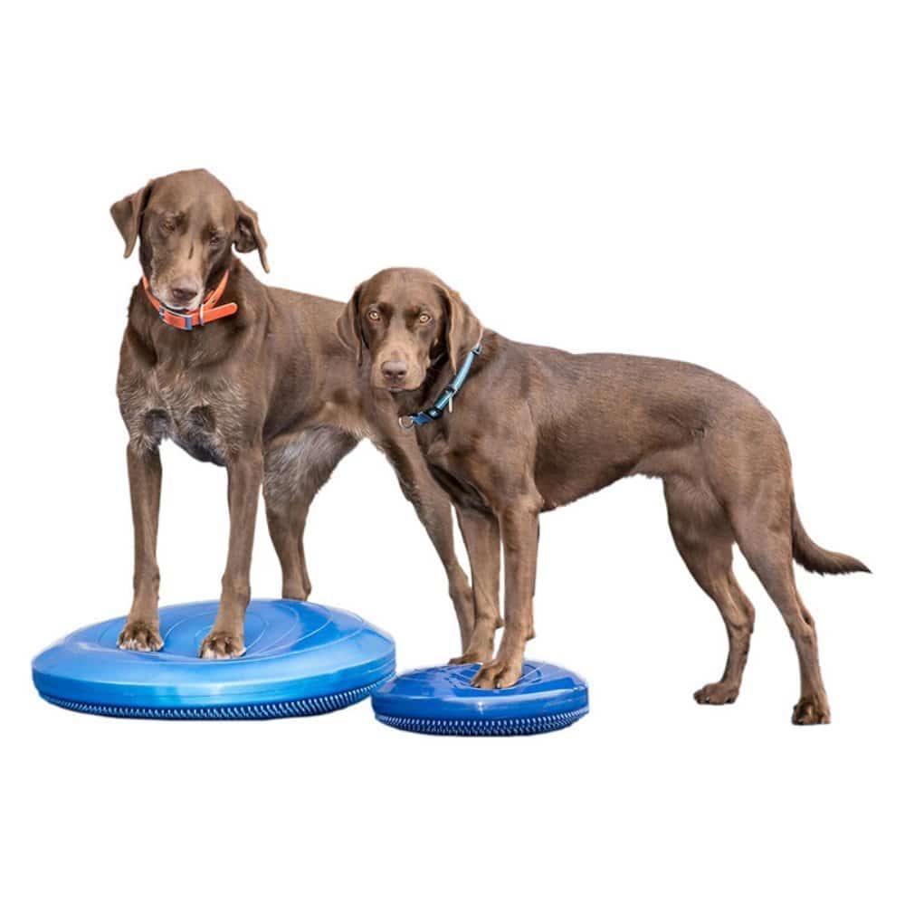 Accessoire Proprioception Chien