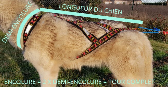 mesurer taille harnais chien