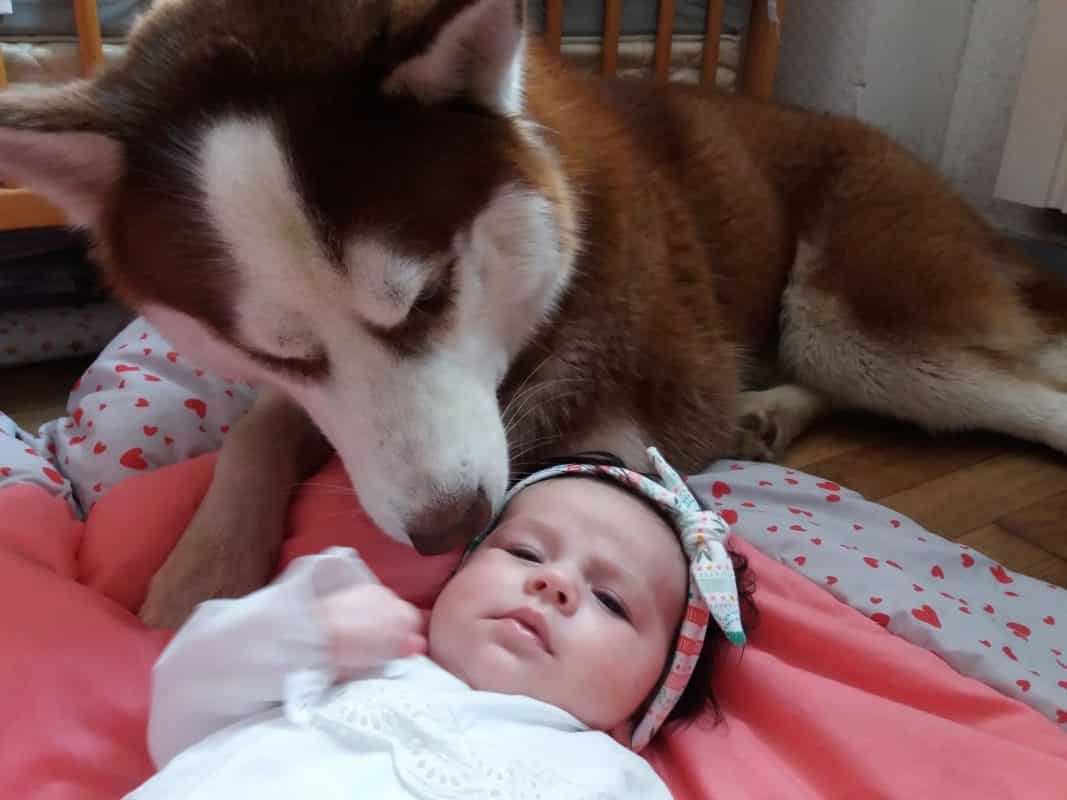 avoir un bebe avec un chien husky siberien