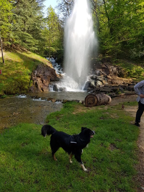 berger australien border collie jet eau