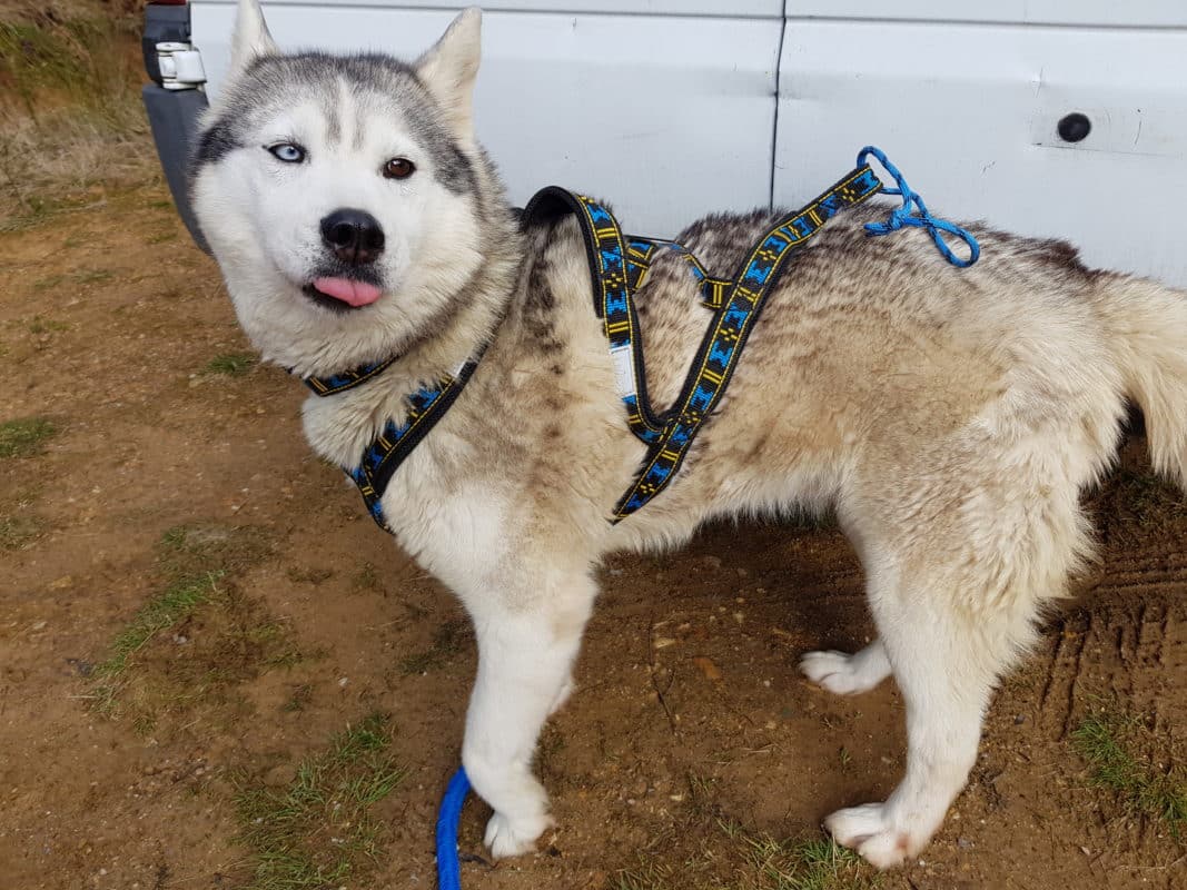 Choisir le bon harnais pour chien pour la pratique du canicross