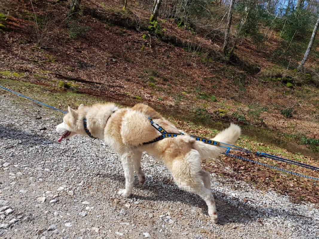 bonne taille de harnais xback pour mon chien en traction