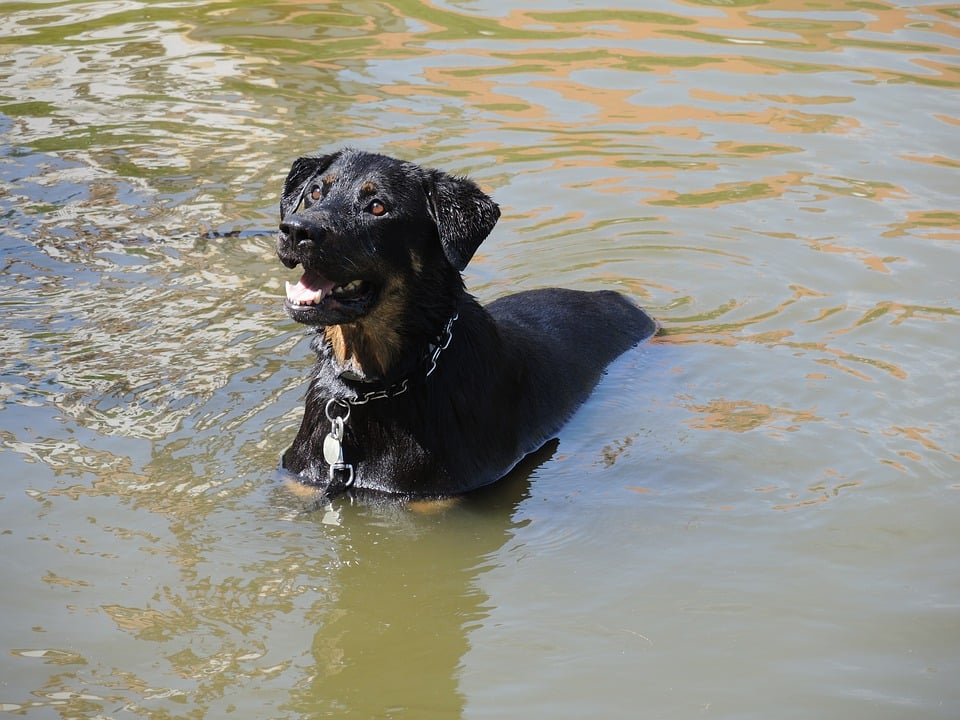 Rottweiler baignade