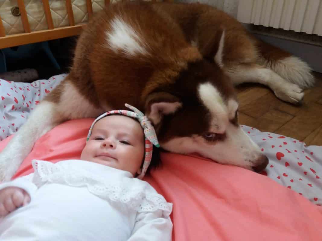 enceinte grossesse accouchement bebe chien husky