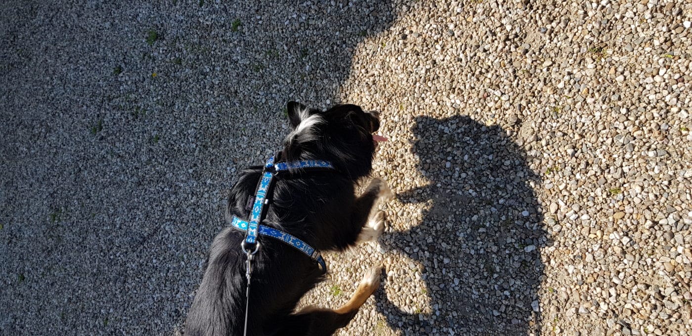 harnais border collie berger australien - harnais court manmat