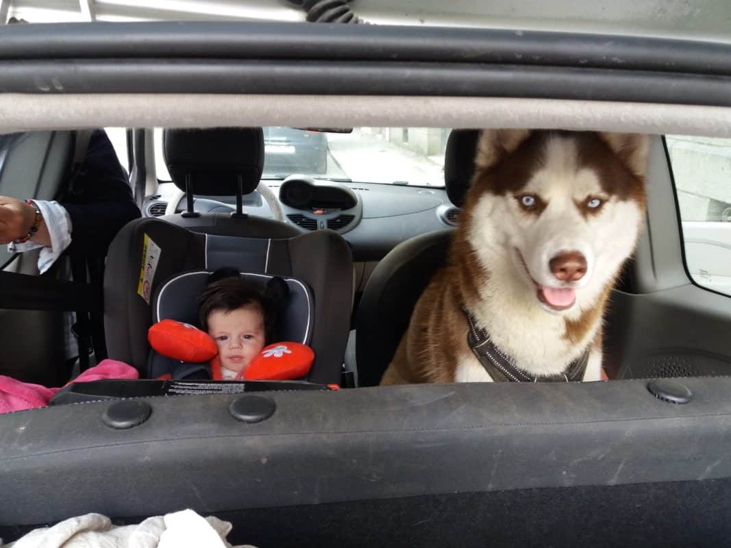 husky siberien et bebe