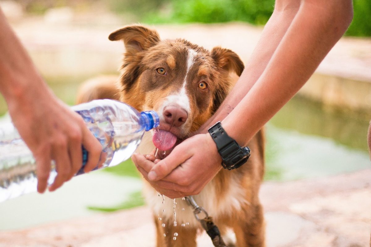 Laisse pour courir avec son chien - mains libres