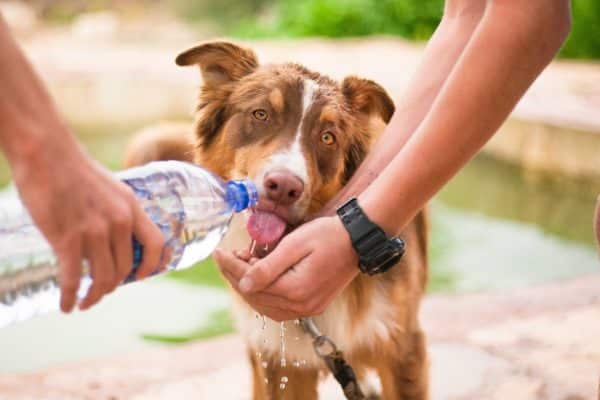 laisse main libre jogging avec son chien