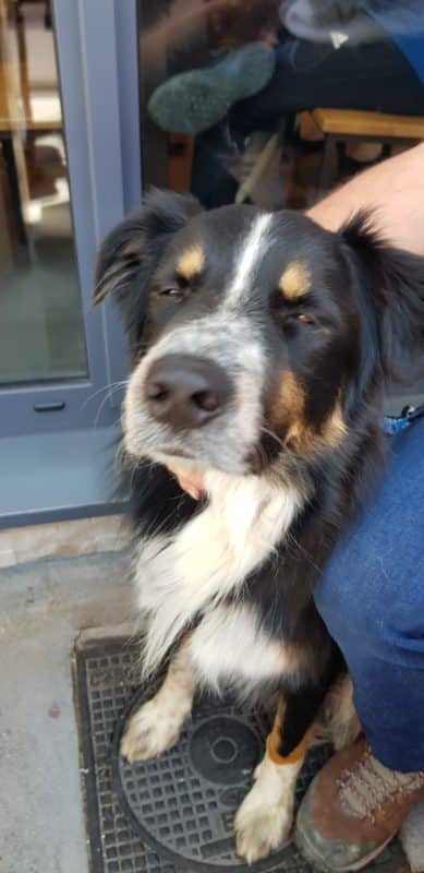 leiko chien croise border collie berger australien