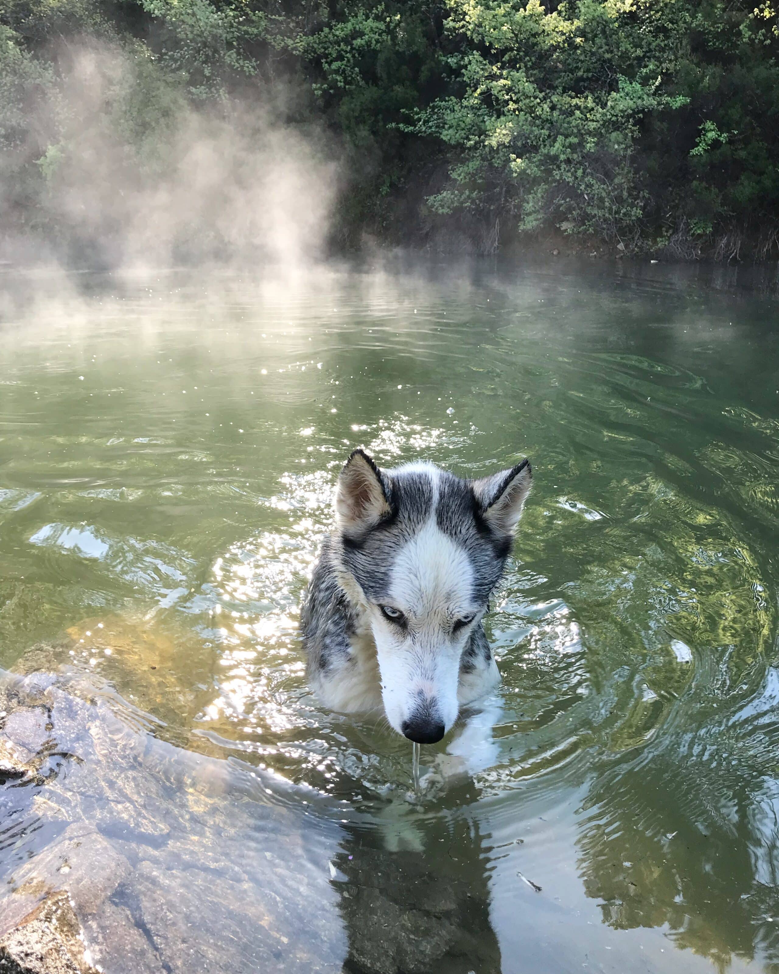 photo luna husky siberien musher experience