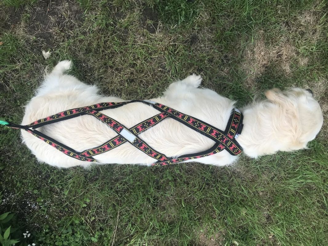 golden retriever harnais xback manmat rouge tina