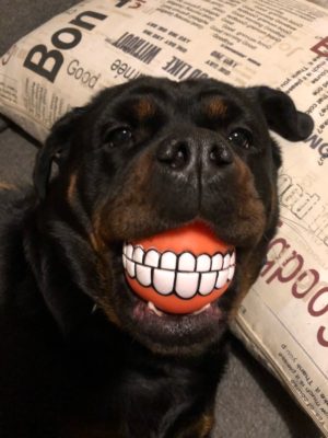 balle smile dog balle pour chien