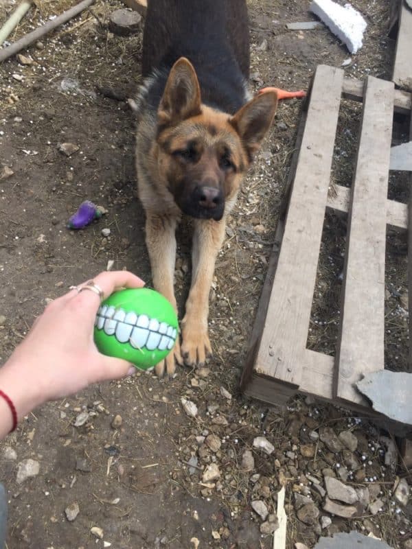 balle smile dog berger allemand
