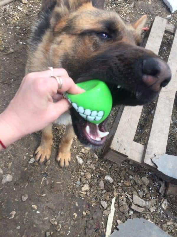 balle smile dog chien jouet