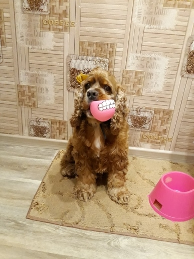 balle smile dog cocker