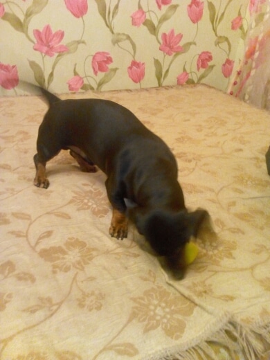 balle smile dog petit chien
