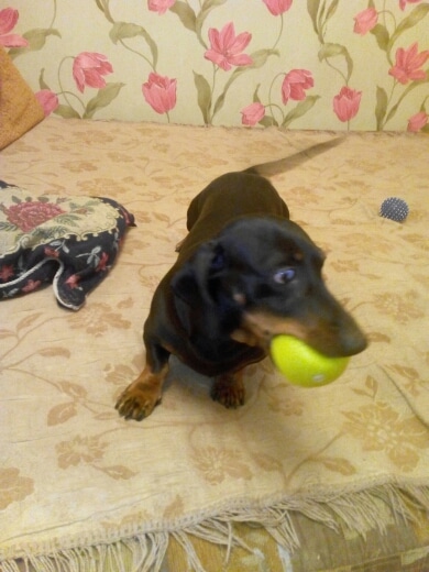 balle smile dog tequel