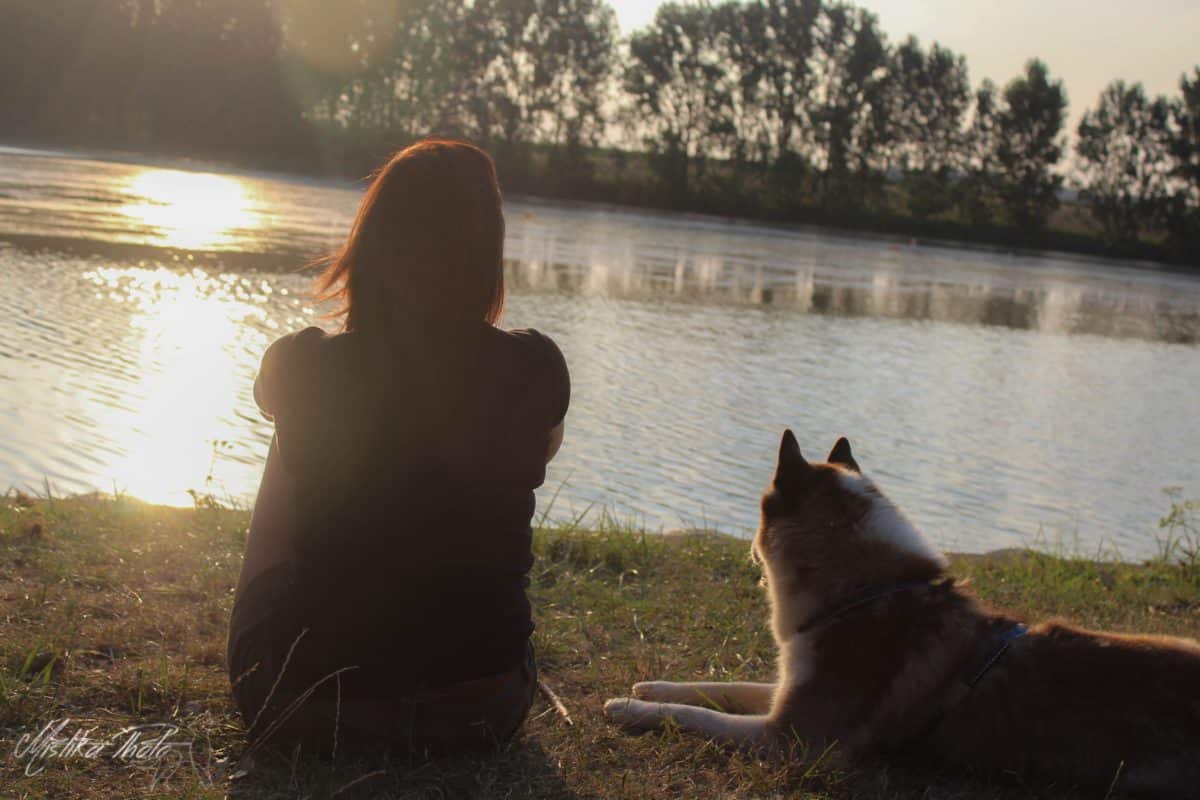 husky coucher soleil