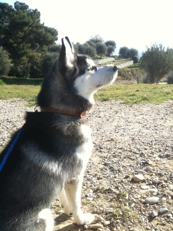 collier en cuir gros chien husky siberien