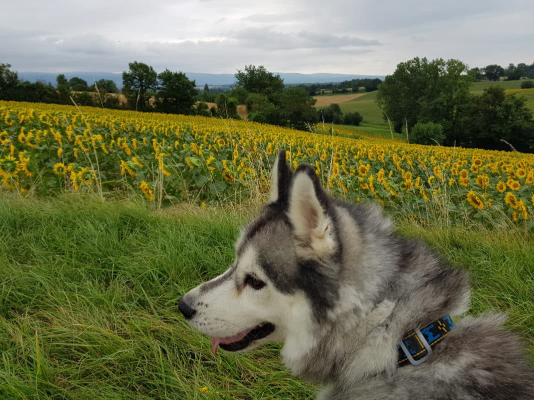 collier sport nylon husky siberien