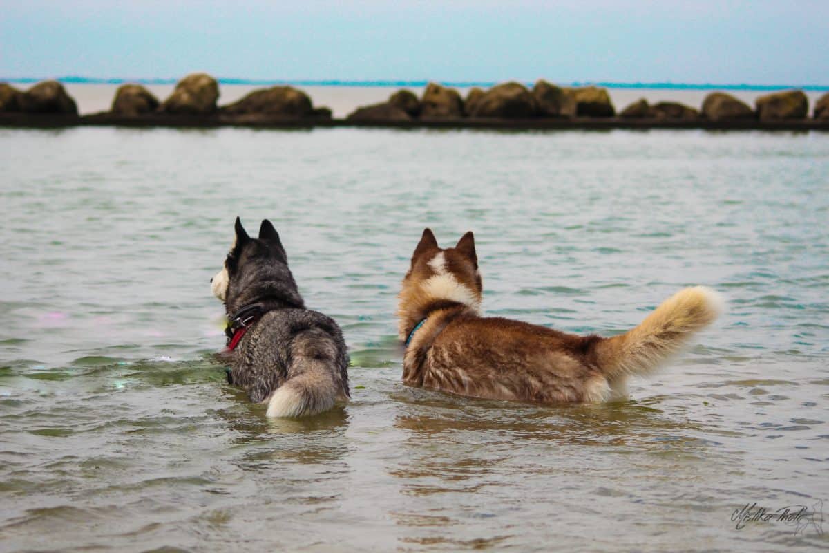 husky a la mer