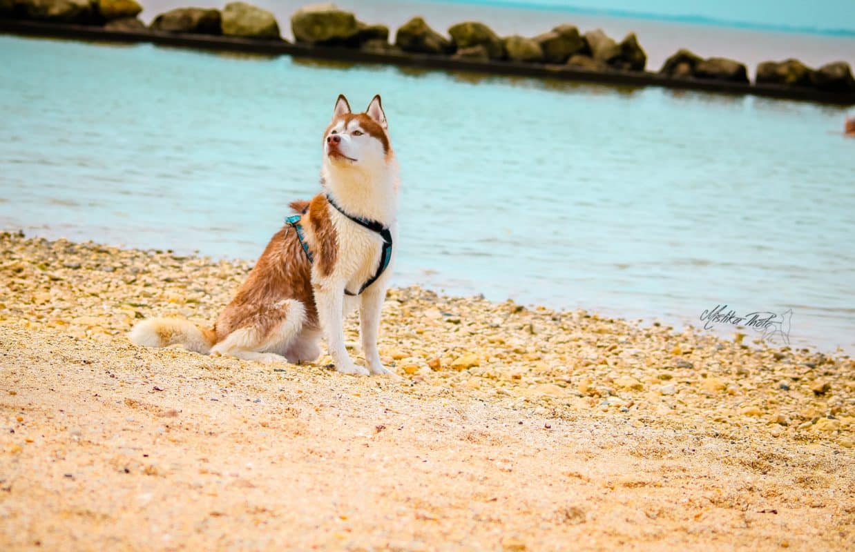 husky a la mer